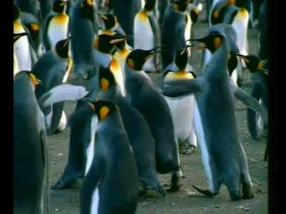 TECHNOLOGY IN NATURE - (AL)