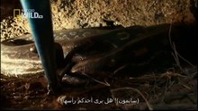 King Cobras documentary films HD54