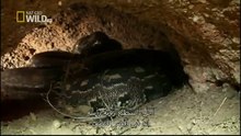 King Cobras documentary films HD58