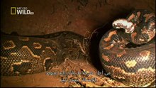 King Cobras documentary films HD60