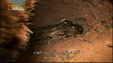 King Cobras documentary films HD62