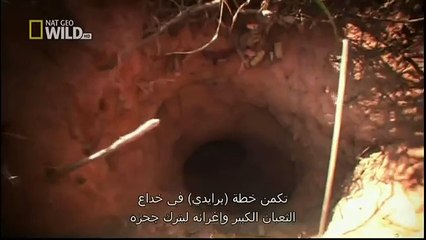 King Cobras documentary films HD66