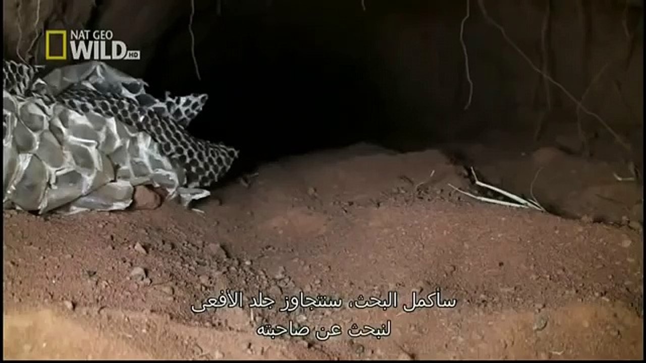 King Cobras documentary films HD70