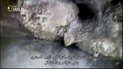 King Cobras documentary films HD79