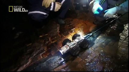 King Cobras documentary films HD82