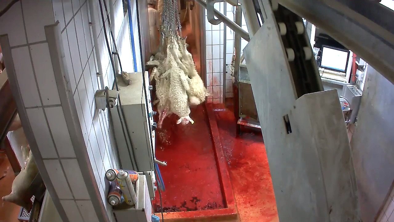 Nouvelles vidéos de maltraitances dans un abattoir français
