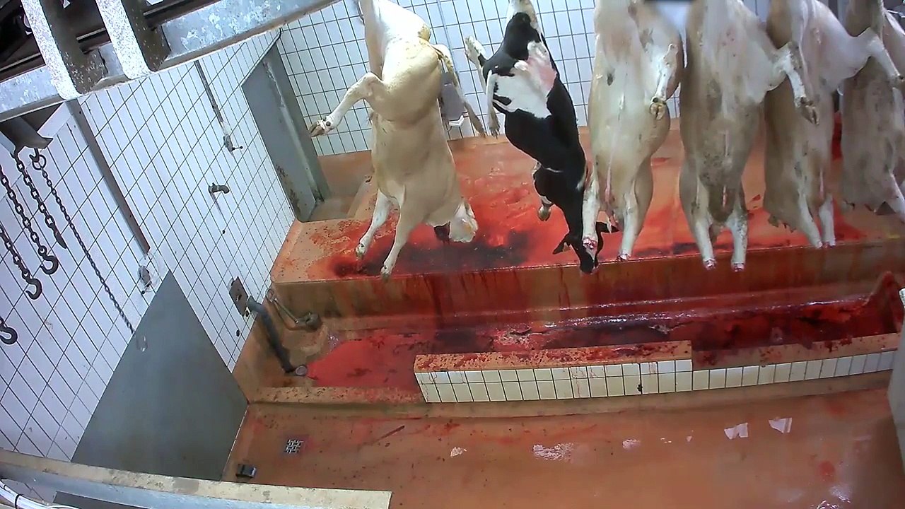 Maltraitances de veaux, de vaches, de boeufs