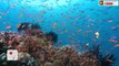 The Great Barrier Reef 'Fried' by Coral Bleaching