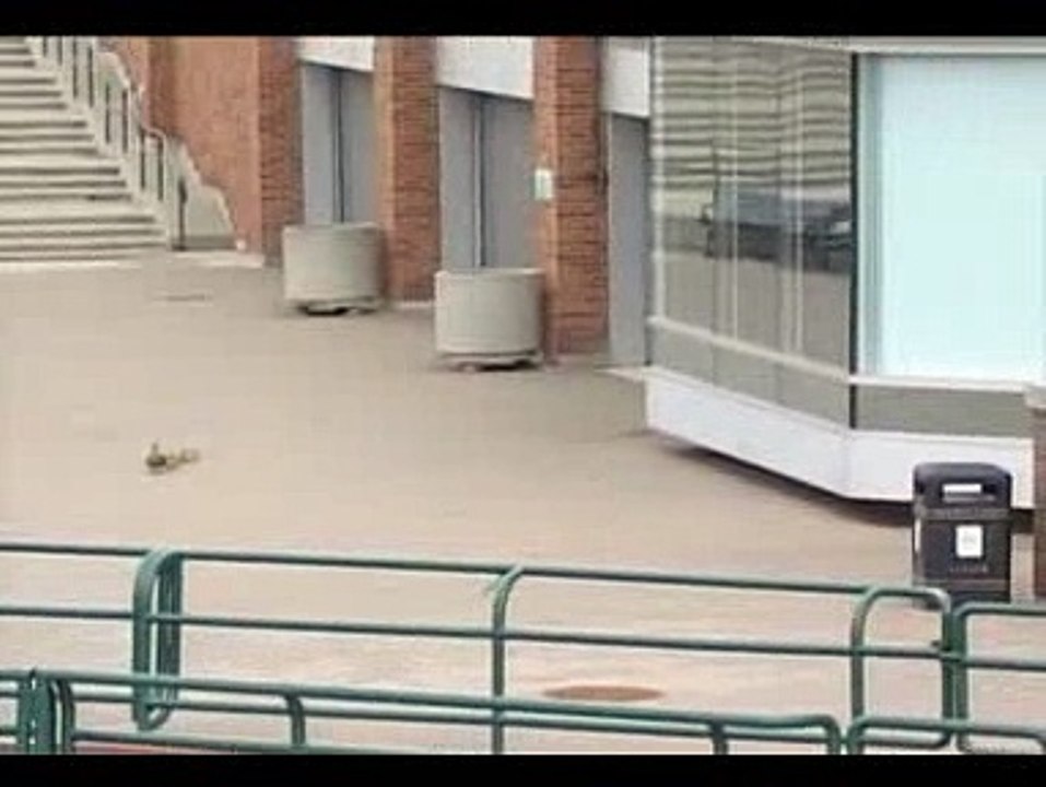 Ducks blown off their feet by the wind