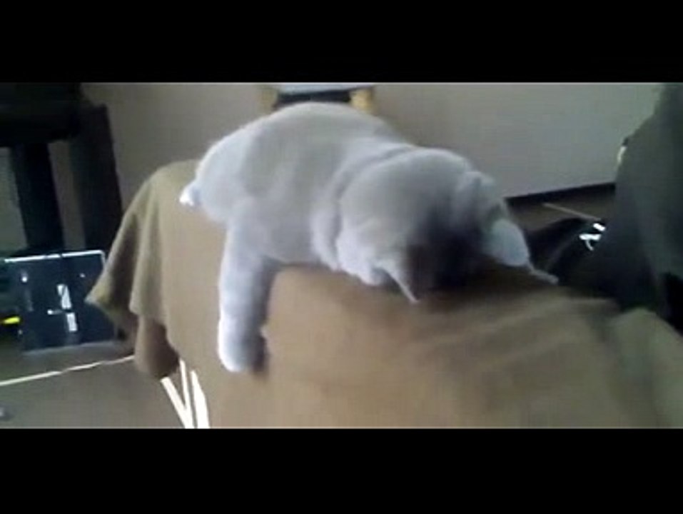 Extermely funny sleeping cat