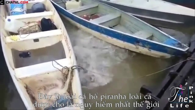 Cách bắt và làm thịt loài cá Piranha nguy hiểm nhất thế giới How to catch and prepare Piranha