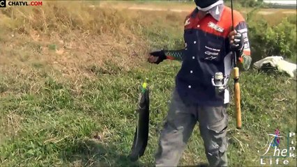 Cách câu cá lóc siêu to đơn giản và hiệu quả   How to fishing snakehead simply and effectively