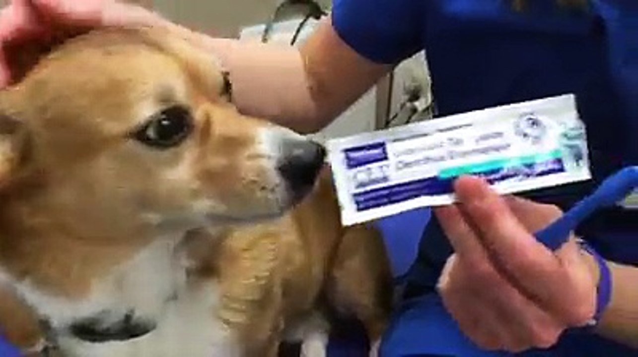 How to Brush Your Dog's Teeth