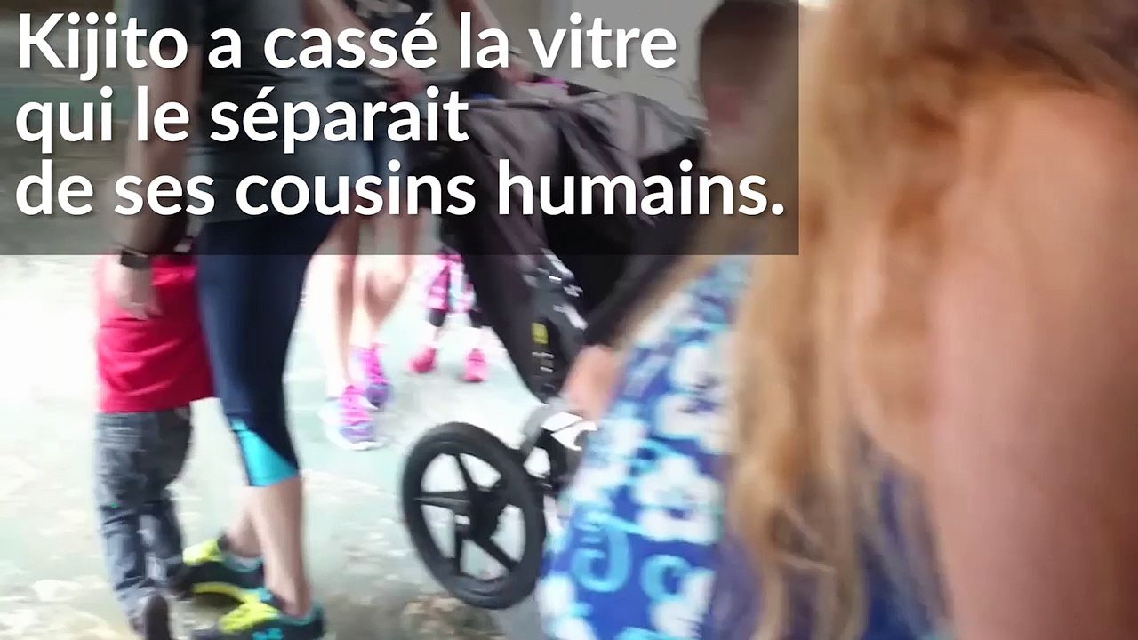 Voile ce qui arrive quand on provoque un gorille