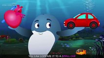 Blue Whale Nursery Rhyme - Animal Songs & Nursery Rhymes For Childrenrhymes for babies