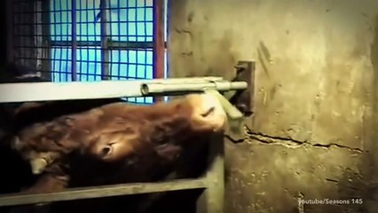 Awww!! Just look at how BRILLIANT cows are! ♥