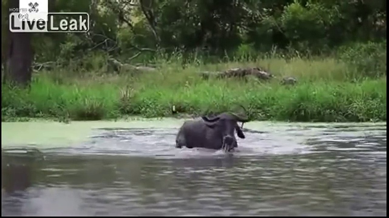 Wildebeest Vs Large Male Crocodile Vs Hippo ~ Crocodile Attack Compilation!!