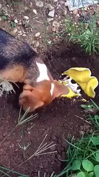 This Doggy Bury Its Own Pup, They Know What They Are Doing