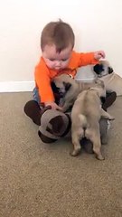 Baby Plays With Pug Puppies