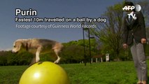 Japan pooch sets yoga ball speed record