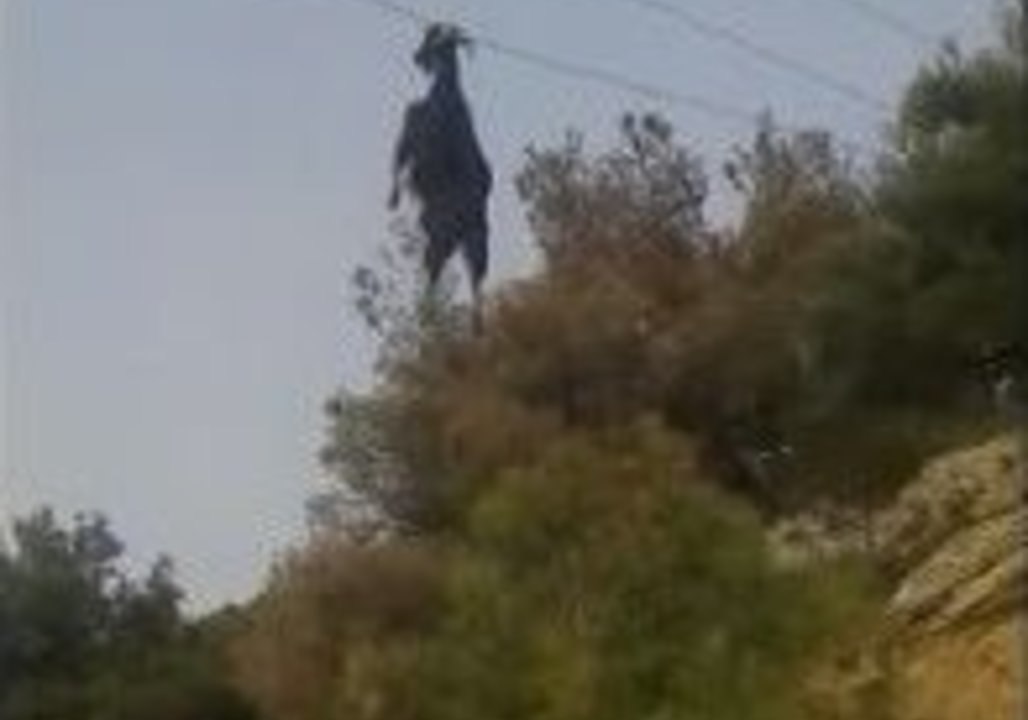 Goat Hanging by Horns From Overhead Cables Is R...