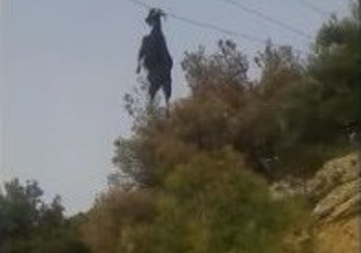 Goat Hanging by Horns From Overhead Cables Is Rescued