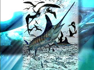 Galapagos Striped Marlin 4