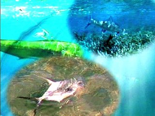 Galapagos Striped Marlin 2