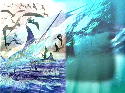 Chasing bait in Mexico