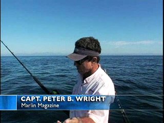 Striped Marlin at Cabo San Lucas