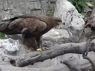 A Hawk Poops in Super-SloMo