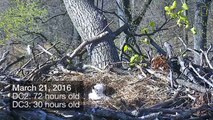 ---Highlights of Cute Baby Eaglets From D.C.’s Eagle Cam