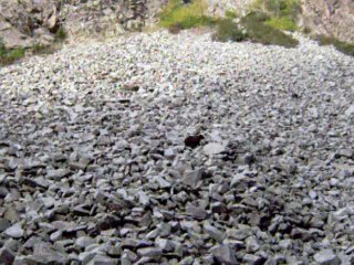 Solo Elk Hunt 2009 054