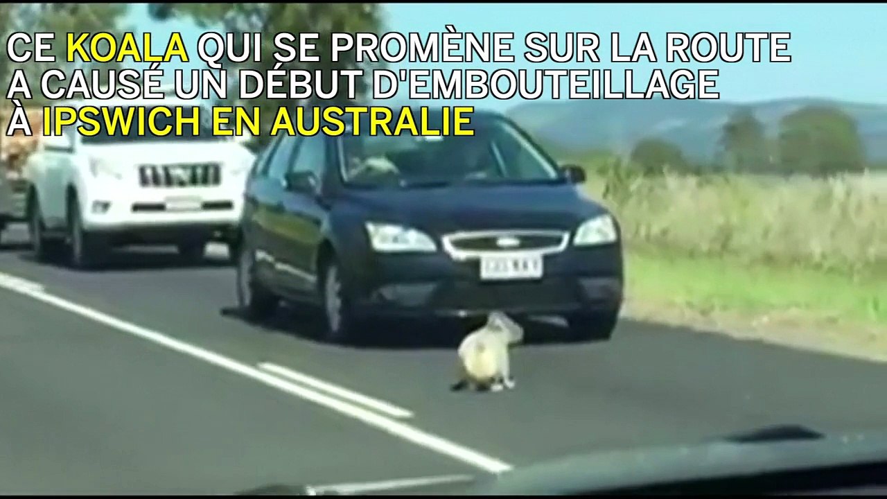Les koalas sont rois en Australie !