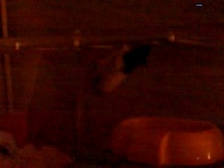 La Chauve souris