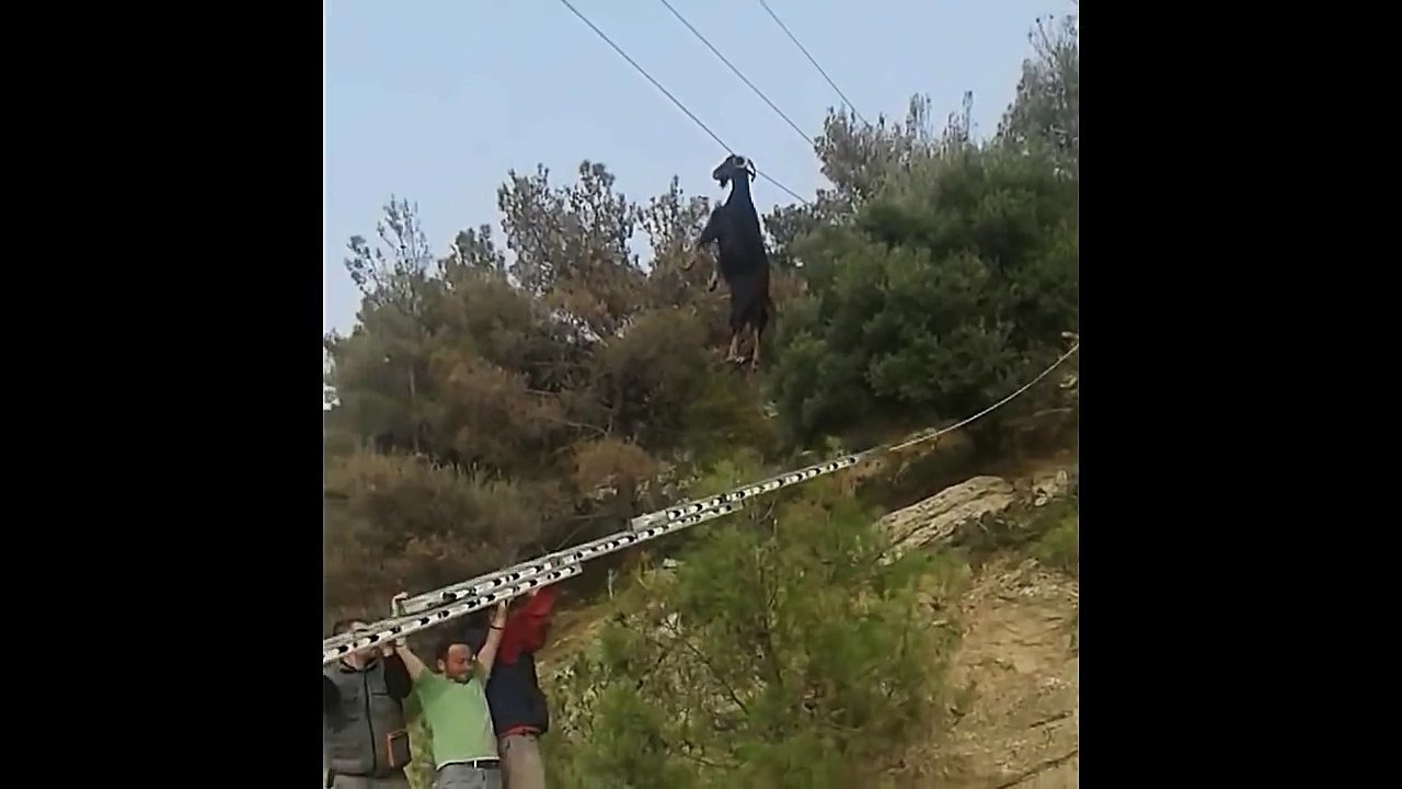 Ils secourent une chèvre suspendue à un cable haute tension !