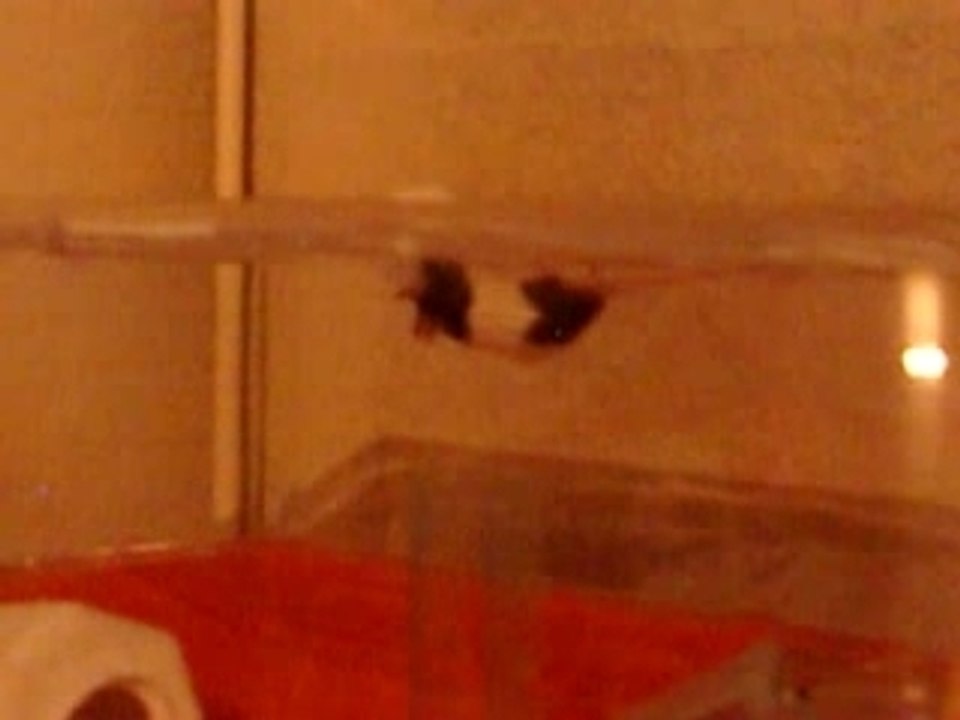 Batman la souris
