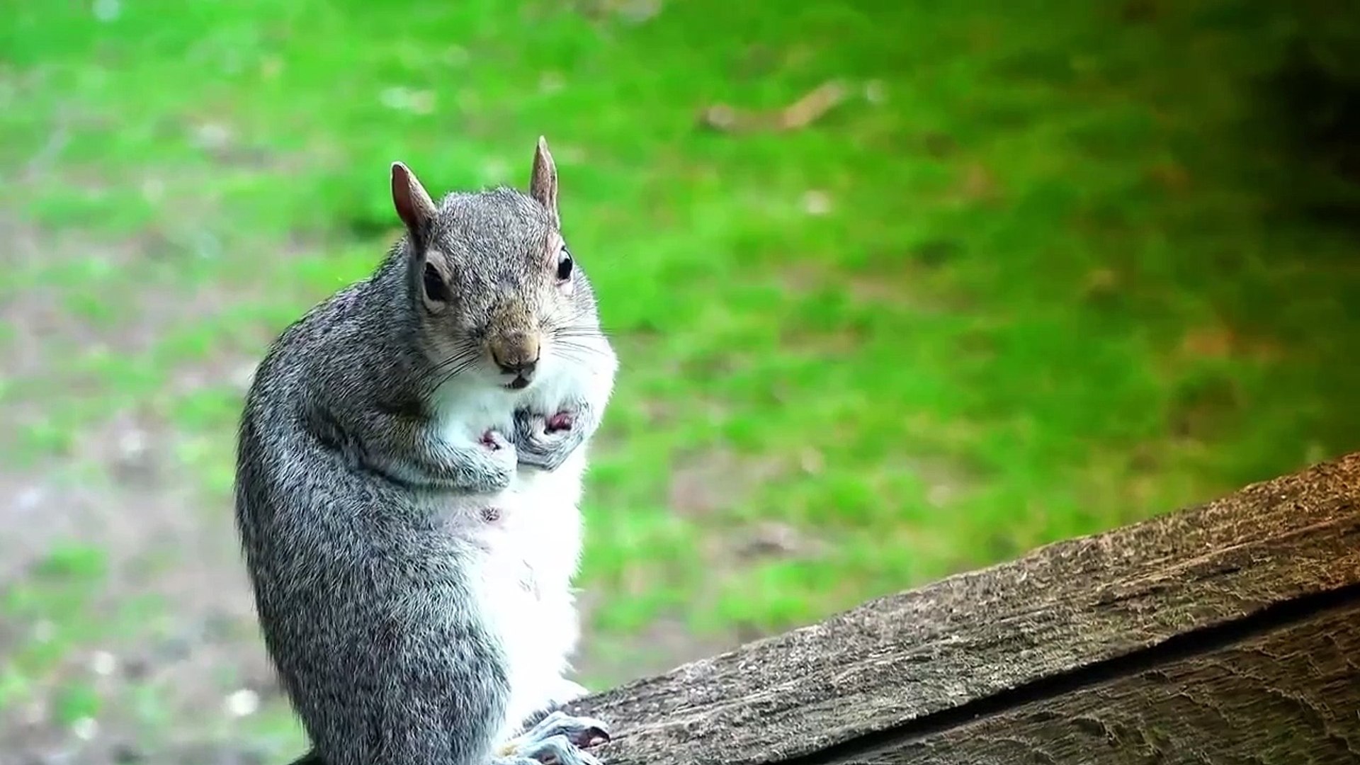 Очень крутые животные) Прикол!