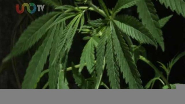 Alejandra Cullen | Más acciones y menos discursos en el combate a las drogas