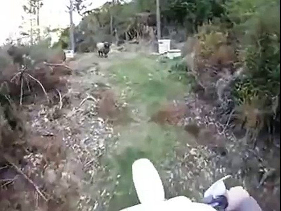 Προστάτης για τα μελίσσια