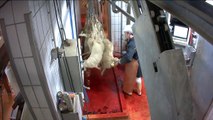 Vidéo de maltraitances dans un abattoir basque