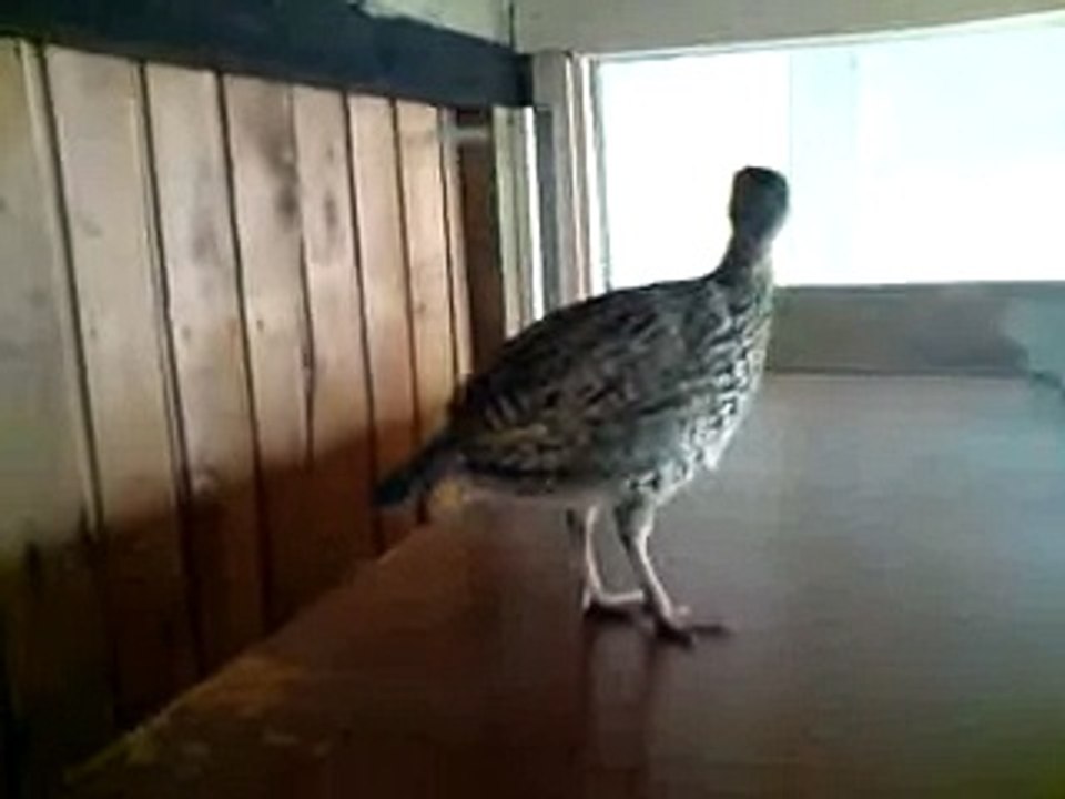 Black francolin young male