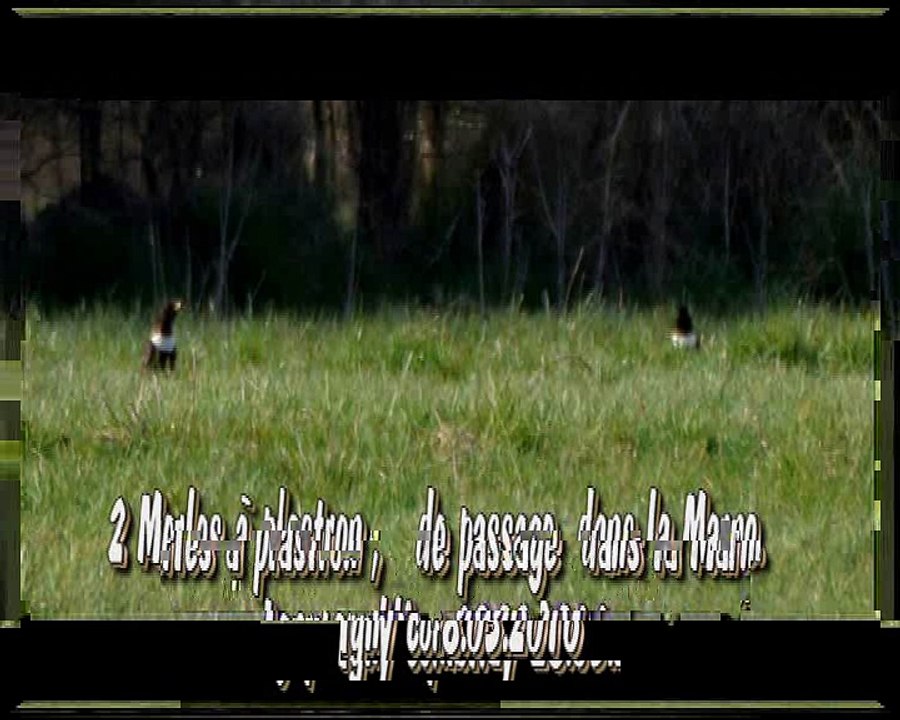 Le merle à plastron dans la Marne  mars 2016