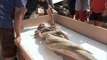 Real Mermaid Found After Hurricane 2015