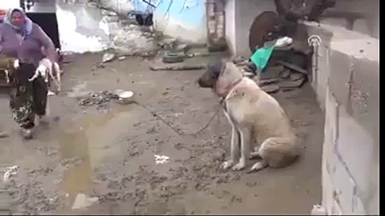 كلب يرضع صغار الغنم