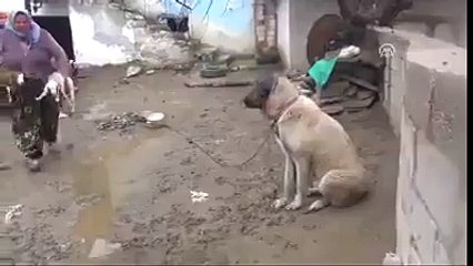 كلب يرضع صغار الغنم