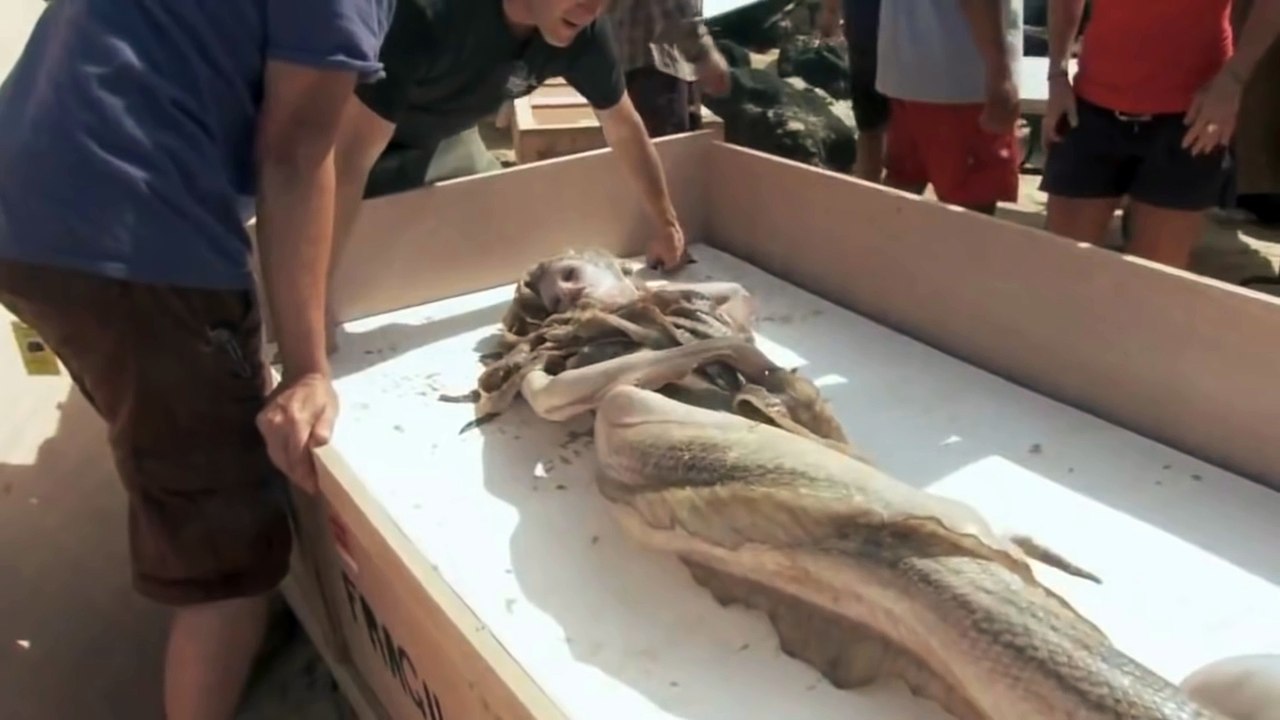 The New Evidence of Real Mermaid Found 2015