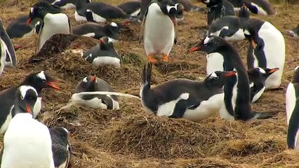 Super Mega Penguin Poo - Penguin pooping compilation