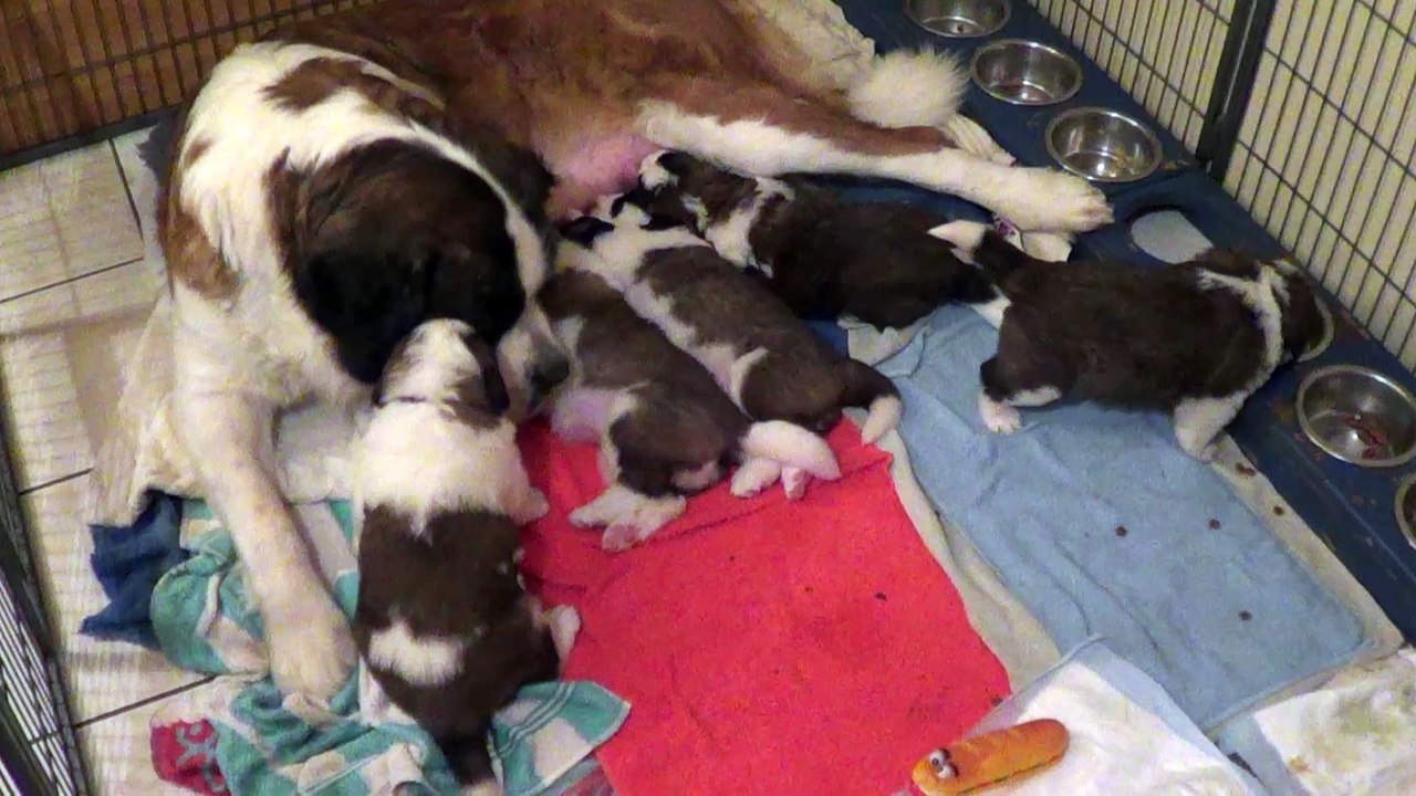 La tétée des bébés de HENDJIE et HECTOR