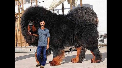 Top 10 Biggest Guard Dogs in the World !